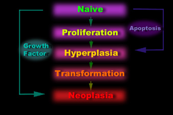 stem cell